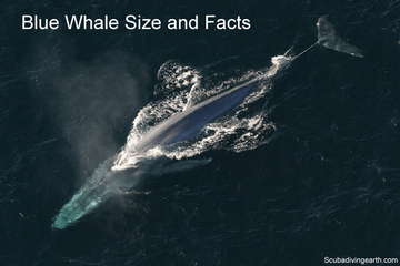 The Magnificent Blue Whale Size (Blue Whale Facts)