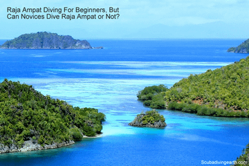 Raja Ampat Diving For Beginners (Can Novices Dive Raja Amapt or Not?)